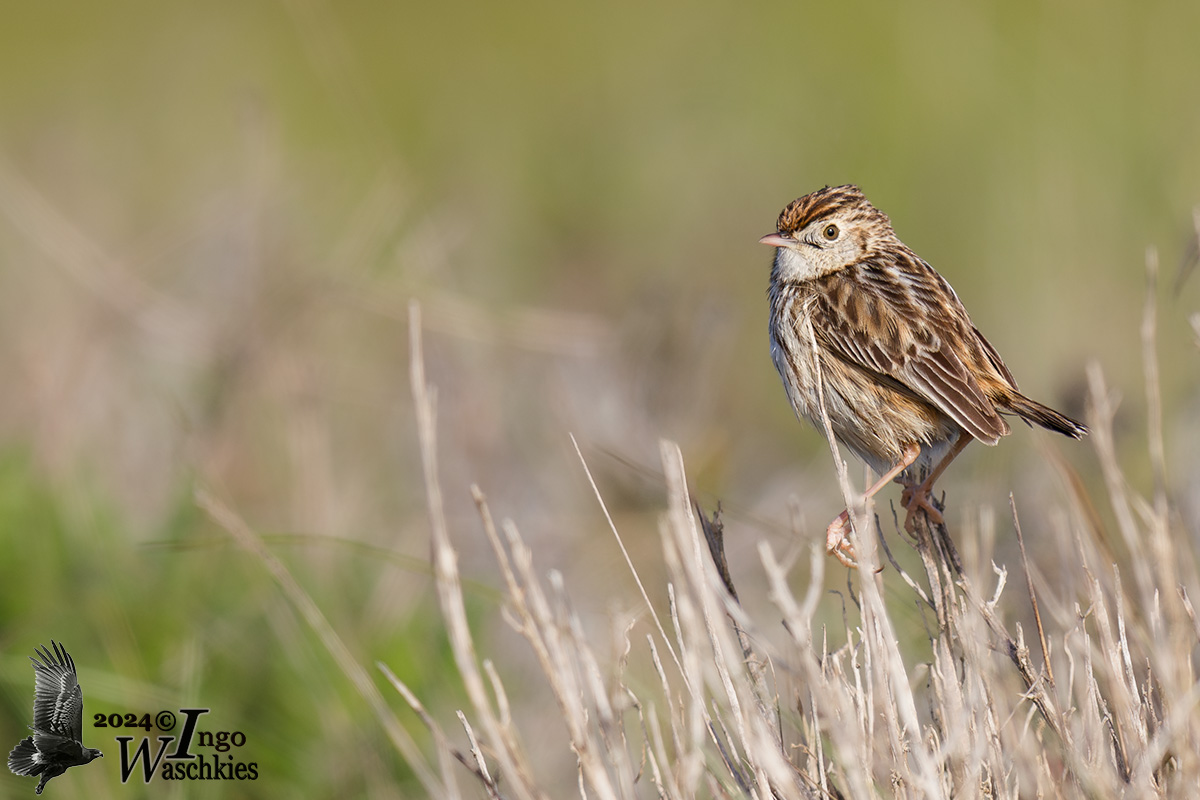 Adult Cloud Cisticola (ssp. tetrix)
