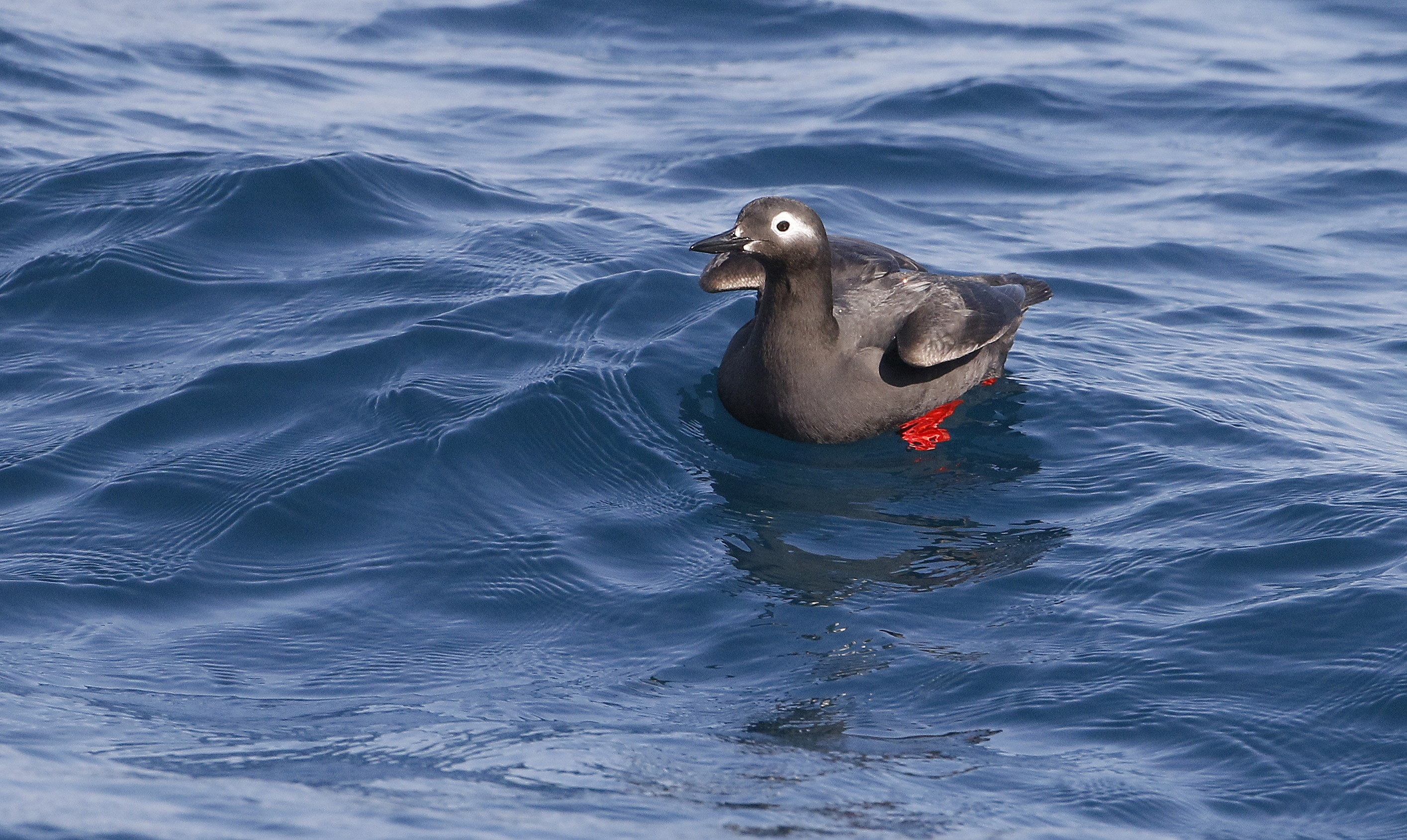 Spectacled Guillemot  Cepphus carbo. 