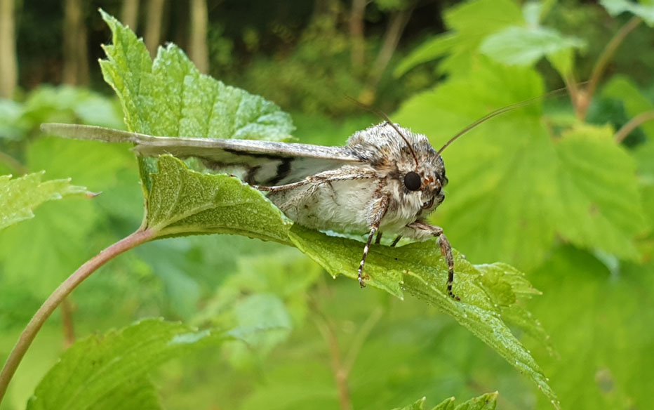 Clifden Nonpareil    Blbandat ordensfly