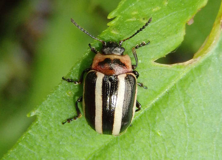 Calligrapha californica; Leaf Beetle species