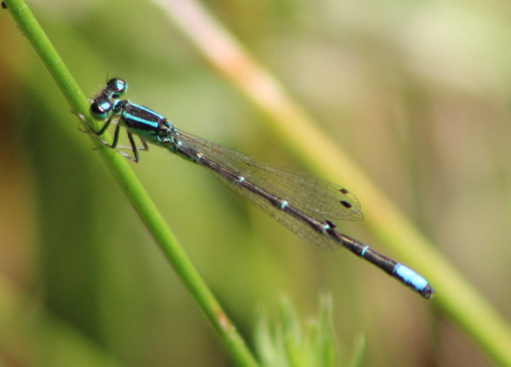 Ischnura perparva; Western Forktail; male