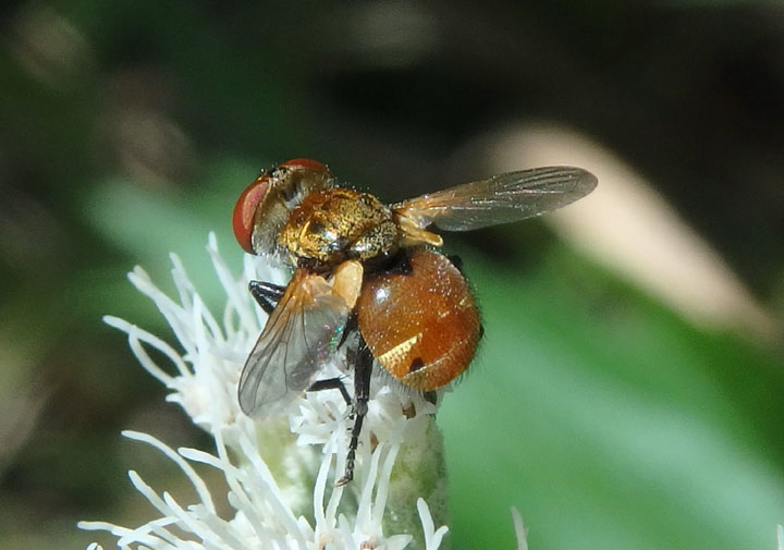 Gymnoclytia unicolor; Tachinid Fly species; male