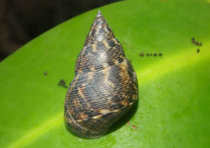 Angulate Periwinkle