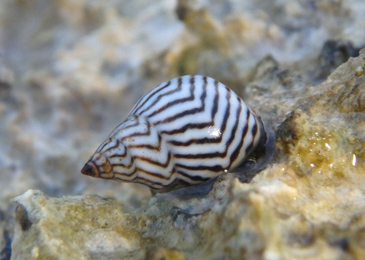 Zebra Periwinkle
