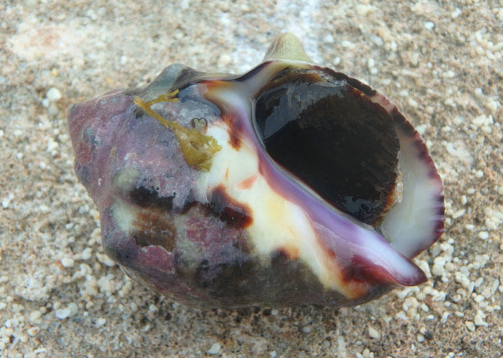 Deltoid Rock Shell
