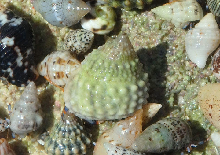 Tricolored Hermit Crab inhabiting Beaded Periwinkle Shell