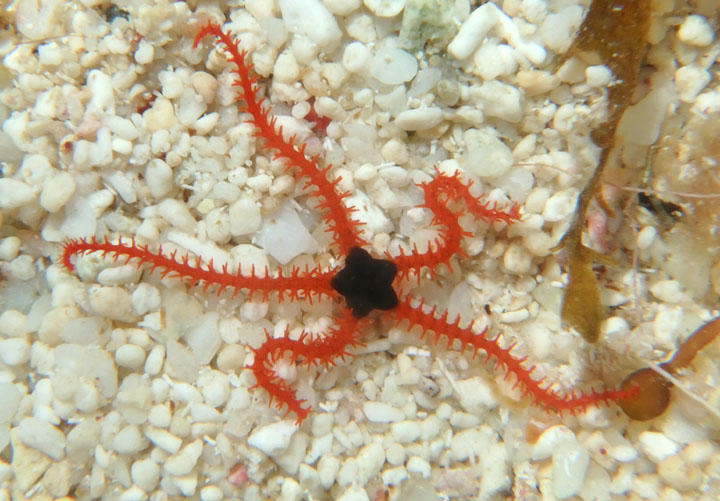 Wendts Brittlestar; juvenile