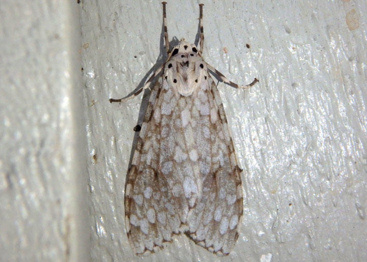 8226 - Carales arizonensis; Tiger Moth species