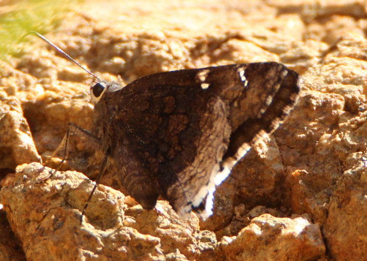 Achalarus casica; Desert Cloudywing