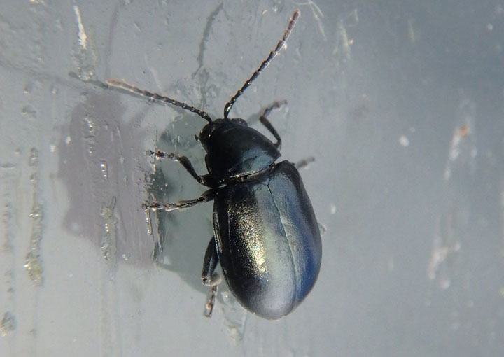 Altica Flea Beetle species