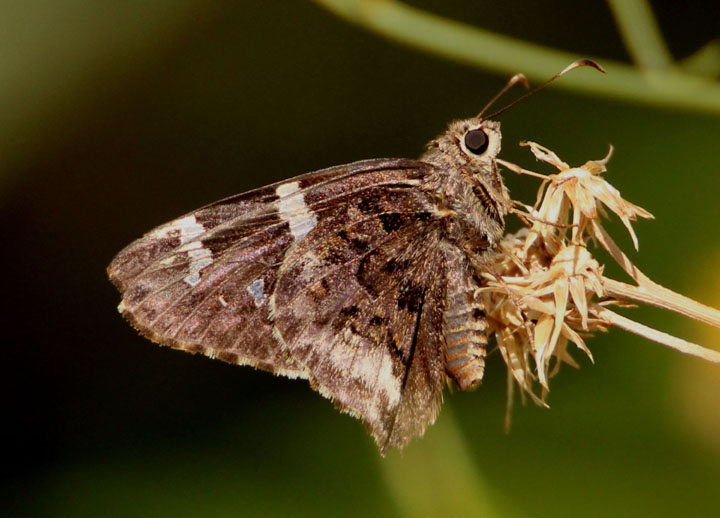 Codatractus arizonensis; Arizona Skipper