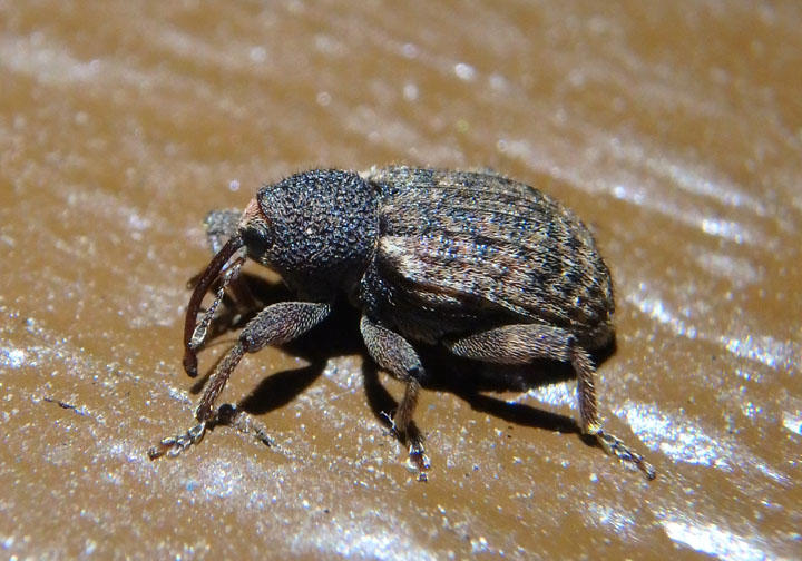 Conotrachelus lucanus/integer complex; Weevil species