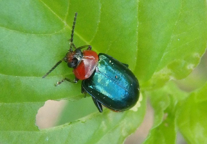 Disonycha politula; Flea Beetle species