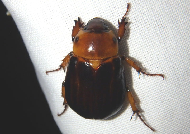 Ancognatha manca; Rhinocerus Beetle species