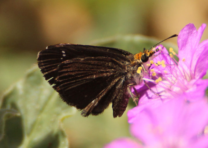 Staphylus ceos; Golden-headed Scallopwing