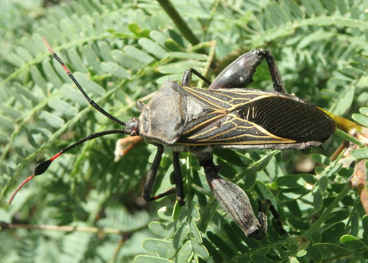 Thasus neocalifornicus; Giant Mesquite Bug