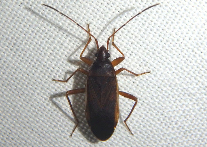 Balboa ampliata; Dirt-colored Seed Bug species