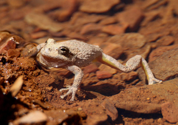 Canyon Treefrog