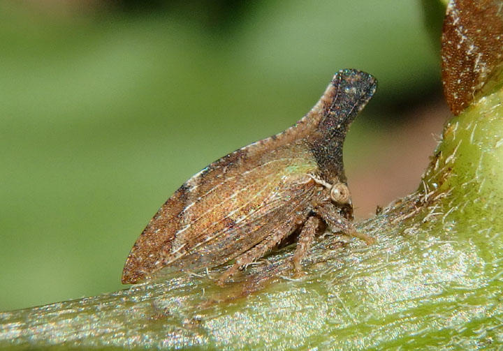 Bryantopsis ensigera; Treehopper species