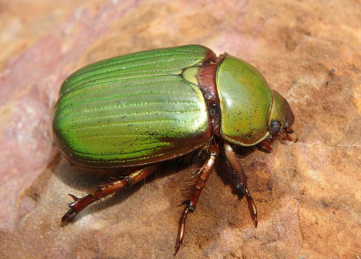 Chrysina lecontei; LeContes Chrysina