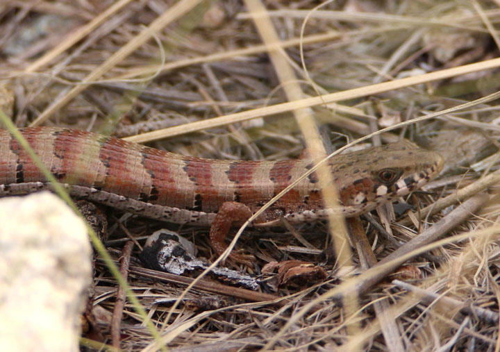 Madrean Alligator Lizard