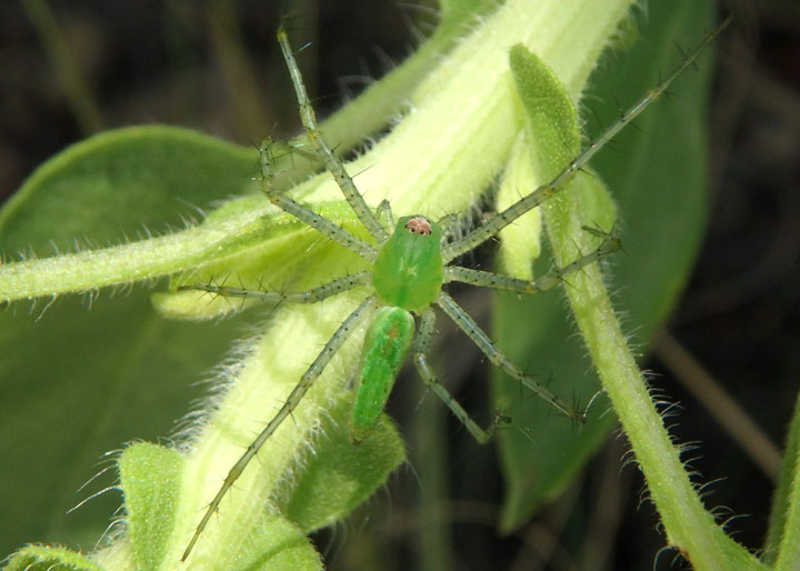 Peucetia viridans; Green Lynx