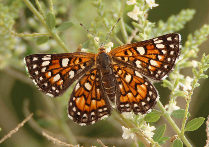 Apodemia mejicanus; Sonoran Metalmark