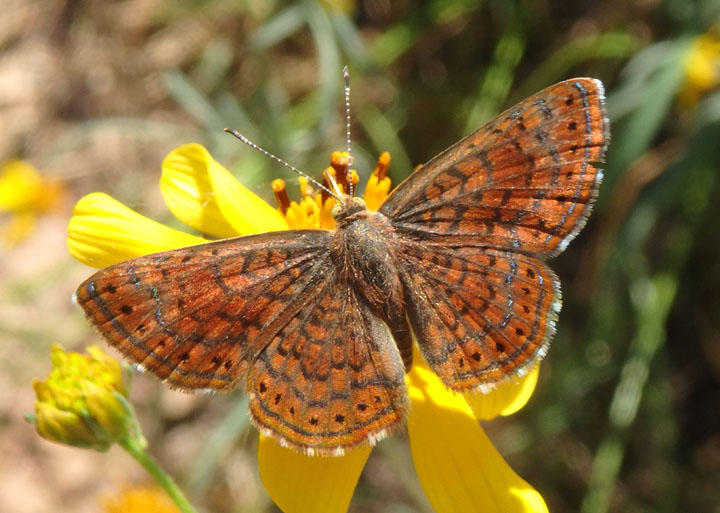 Calephelis arizonensis; Arizona Metalmark