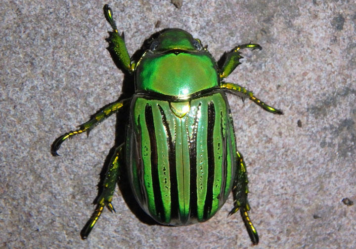 Chrysina gloriosa; Glorious Scarab