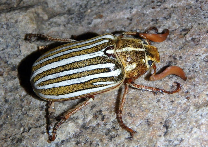 Polyphylla decemlineata; Ten-lined June Beetle