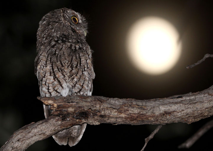 Whiskered Screech-Owl
