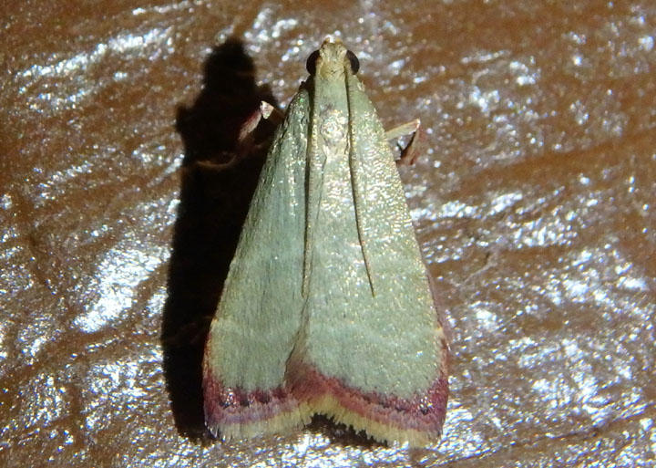 5568 - Arta olivalis; Olive Arta Moth