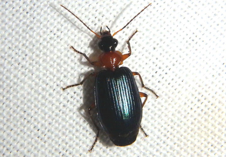 Lebia atriceps; Colorful Foliage Ground Beetle species