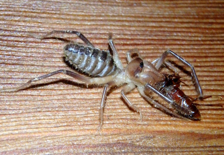 Solifugae Windscorpion species with prey
