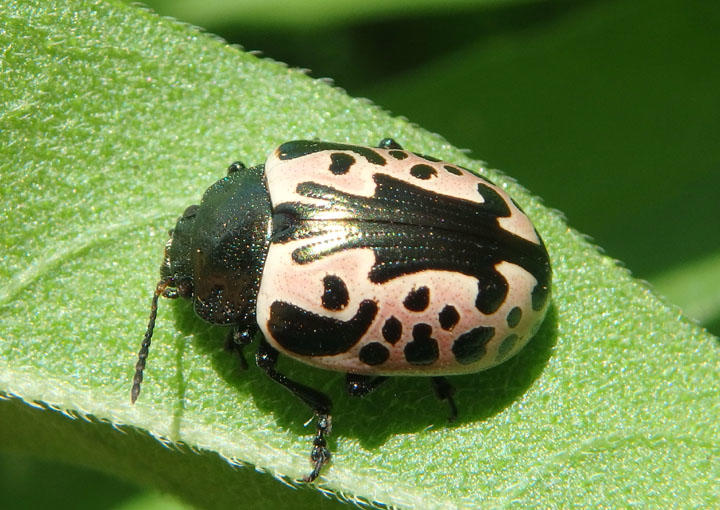 Calligrapha diversa; Leaf Beetle species