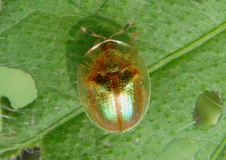 Charidotella succinea; Tortoise Beetle species