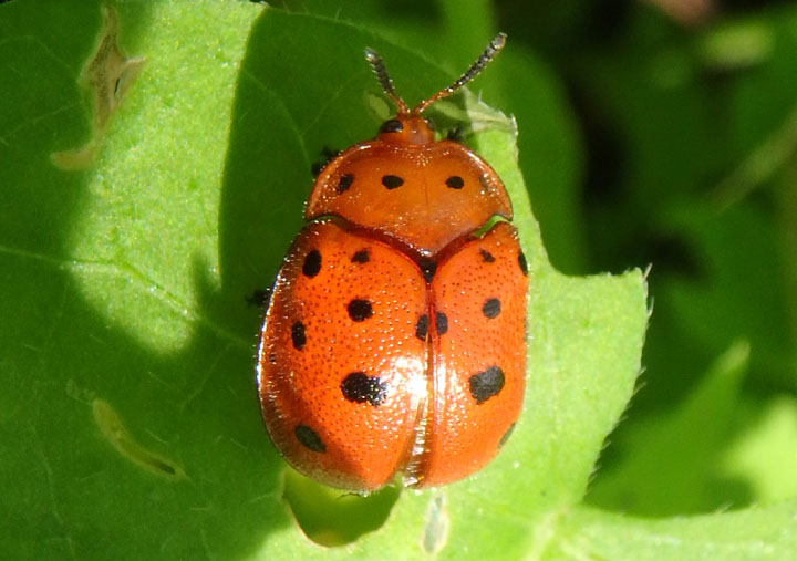 Chelymorpha phytophagica; Tortoise Beetle species