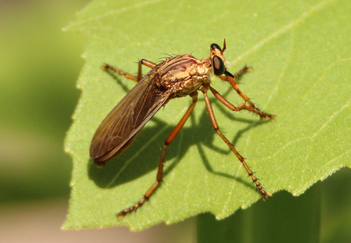 Diogmites sallei; Hanging-Thief Robber Fly species