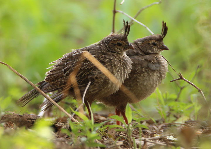 Gambels Quail; juveniles