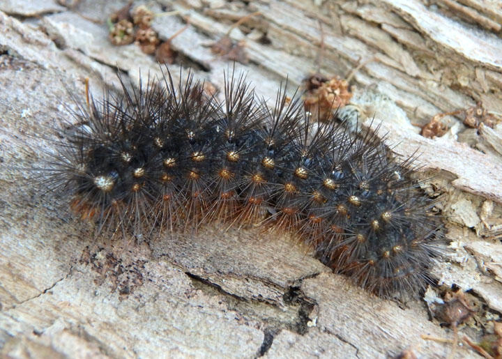 8197 - Apantesis virgo; Virgin Tiger Moth caterpillar