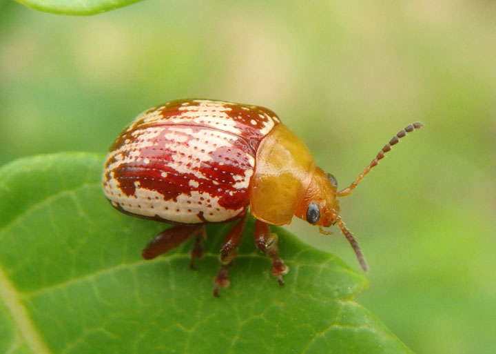 Blepharida rhois; Sumac Flea Beetle