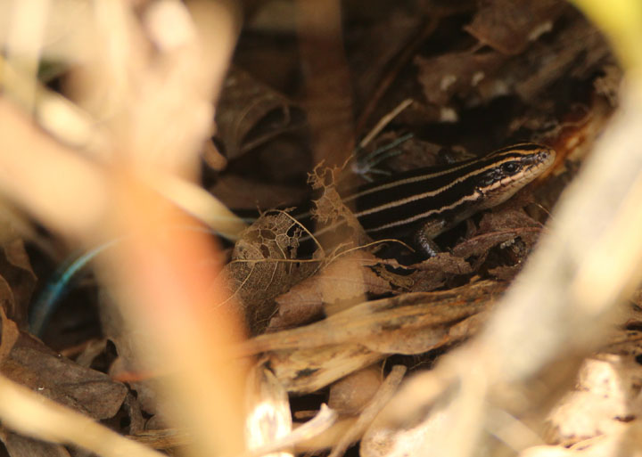 Five-lined Skink; juvenile