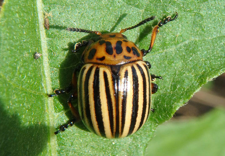 Leptinotarsa decemlineata; Colorado Potato Beetle