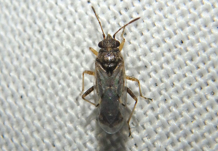 Nysius False Chinch Bug species