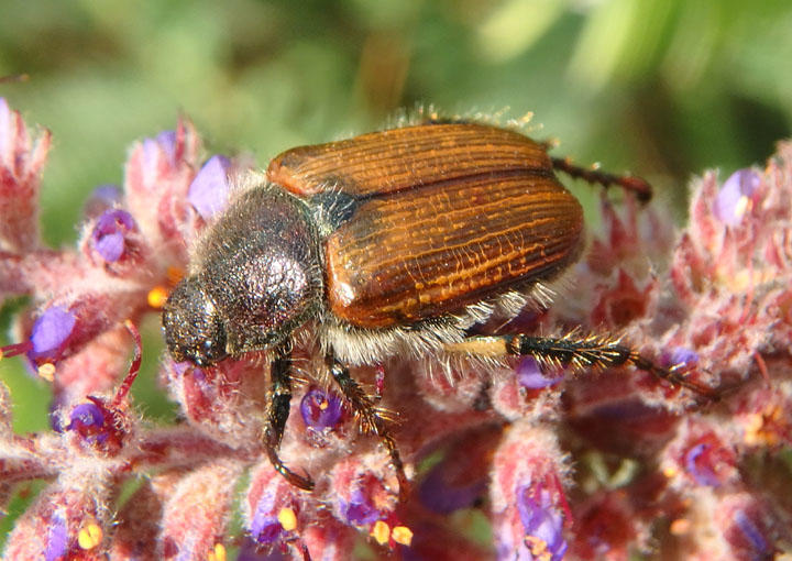 Strigoderma arbicola; Sand Chafer
