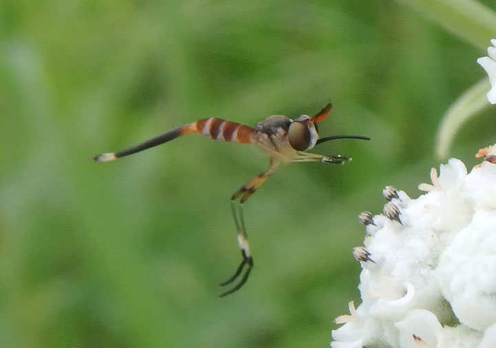 Stylogaster neglecta; Thick-headed Fly species; female