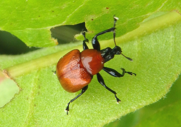 Synolabus nigripes; Leafrolling Weevil species