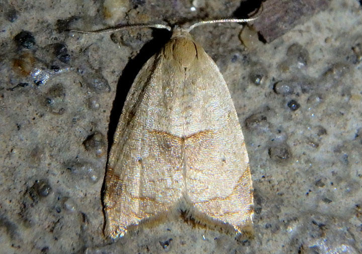 3747 - Coelostathma discopunctana; The Batman Moth