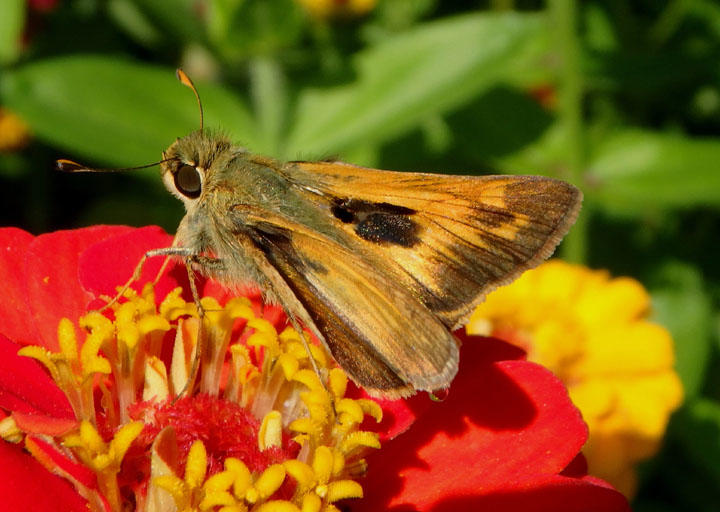 Atalopedes campestris; Sachem; male