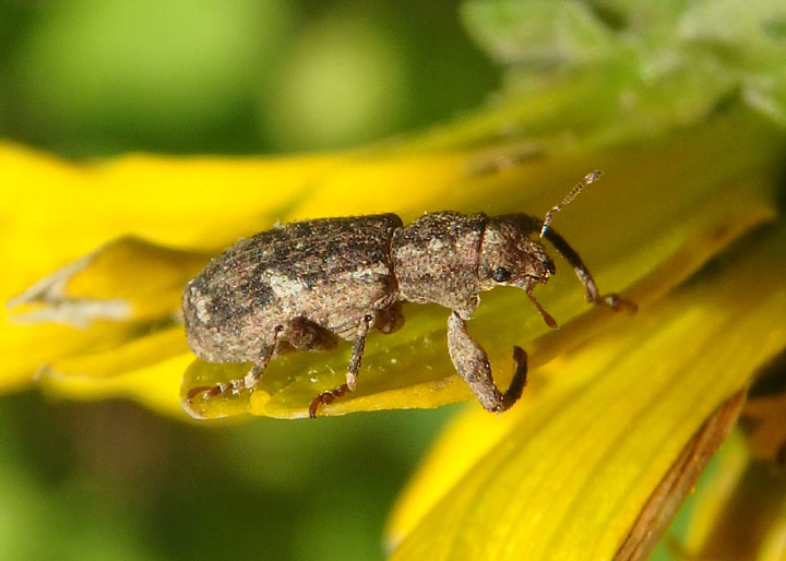 Pandeleteius hilaris; Broad-nosed Weevil species